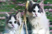 5D Elmas Boyama Kedi Tablosu
