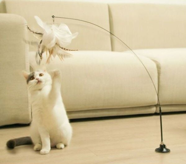  Evcil Dostlarımız İçin Kategori 