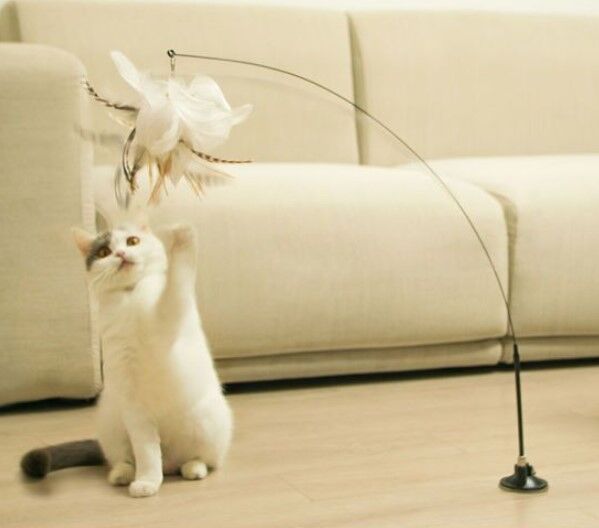  Evcil Dostlarımız İçin Kategori 